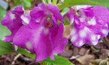 Impatiens balsamina Purple | Balsam | Touch-Me-Not | 20_Seeds