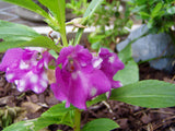 Impatiens balsamina Purple | Balsam | Touch-Me-Not | 20_Seeds