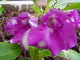 Impatiens balsamina Purple | Balsam | Touch-Me-Not | 20_Seeds