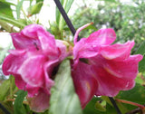 Impatiens balsamina Rose | Balsam | Touch-Me-Not | 10_Seeds
