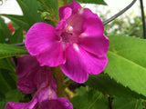 Impatiens balsamina Rose | Balsam | Touch-Me-Not | 10_Seeds