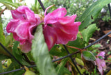 Impatiens balsamina Rose | Balsam | Touch-Me-Not | 10_Seeds