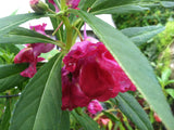Impatiens balsamina Rose | Balsam | Touch-Me-Not | 10_Seeds