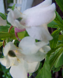 Impatiens balsamina White | Balsam | Touch-Me-Not | 20_Seeds
