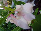 Impatiens balsamina White | Balsam | Touch-Me-Not | 20_Seeds
