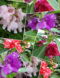 Impatiens balsamina Mixed Colors | Balsam | Touch-Me-Not | 20_Seeds