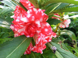 Impatiens balsamina Mixed Colors | Balsam | Touch-Me-Not | 20_Seeds