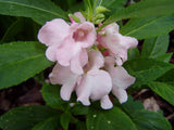 Impatiens balsamina Mixed Colors | Balsam | Touch-Me-Not | 20_Seeds