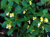 Impatiens scabrida | Jewelweed | 10_Seeds