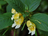 Impatiens scabrida | Jewelweed | 10_Seeds