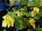 Impatiens scabrida | Jewelweed | 10_Seeds