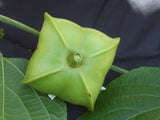 Plukenetia huayllabambana | Inca Peanut | sacha inchi  | 10_Seeds