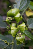 Plukenetia huayllabambana | Inca Peanut | sacha inchi  | 10_Seeds