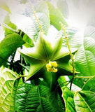 Plukenetia huayllabambana | Inca Peanut | sacha inchi  | 10_Seeds