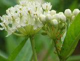 Asclepias incarnata White | Ice Ballet | 50_seeds