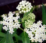 Asclepias incarnata White | Ice Ballet | 50_seeds