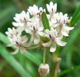 Asclepias incarnata White | Ice Ballet | 50_seeds