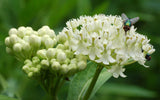 Asclepias incarnata White | Ice Ballet | 50_seeds