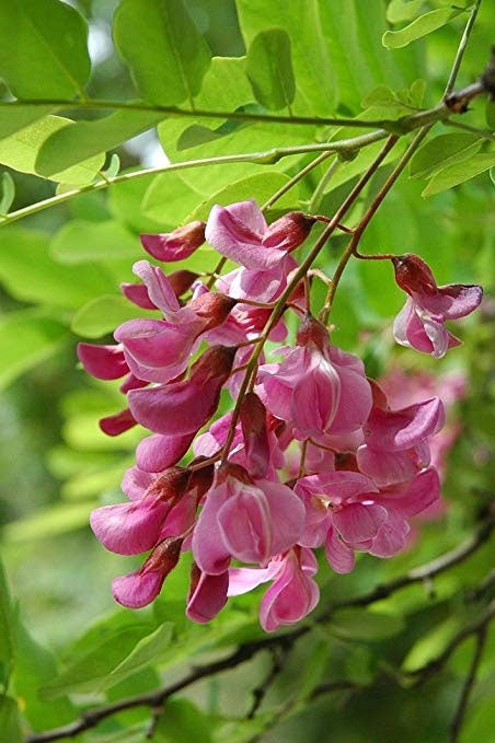 Indigofera tinctoria | Bengal or Madras or True Indigo
