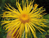 Inula magnifica | Elecampane Magnificent | Giant Fleabane | Showy | 10_Seeds
