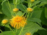 Inula magnifica | Elecampane Magnificent | Giant Fleabane | Showy | 10_Seeds