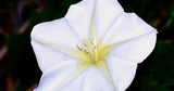 Ipomoea alba | Tropical White Morning Glory | Giant White | Moon Vine | 5_Seeds