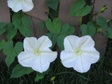 Ipomoea alba | Tropical White Morning Glory | Giant White | Moon Vine | 5_Seeds