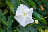 Ipomoea alba | Tropical White Morning Glory | Giant White | Moon Vine | 5_Seeds