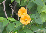 Ipomoea aurantiaca | Chiapas Morning Glory | 10_Seeds