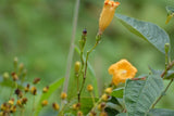 Ipomoea aurantiaca | Chiapas Morning Glory | 10_Seeds