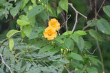 Ipomoea aurantiaca | Chiapas Morning Glory | 10_Seeds
