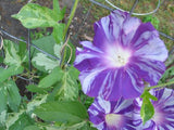 Ipomoea Nil Blue Dragon | Seiryu | Japanese Morning Glory | 5_Seeds