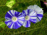 Ipomoea Nil Blue Dragon | Seiryu | Japanese Morning Glory | 5_Seeds