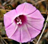 Ipomoea cordatotriloba | Sharp-pod Morning-glory | 10_seeds