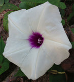 Ipomoea pandurata | Wild Potato Vine |  Man of the Earth | 5_Seeds
