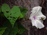Ipomoea pandurata | Wild Potato Vine |  Man of the Earth | 5_Seeds
