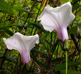 Ipomoea pandurata | Wild Potato Vine |  Man of the Earth | 5_Seeds