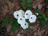 Ipomoea pandurata | Wild Potato Vine |  Man of the Earth | 5_Seeds