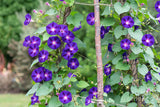 Ipomoea purpurea | Common & Tall & Purple Morning Glory | 10_Seeds