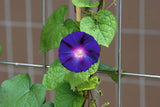Ipomoea purpurea | Common & Tall & Purple Morning Glory | 10_Seeds