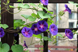 Ipomoea purpurea | Common & Tall & Purple Morning Glory | 10_Seeds
