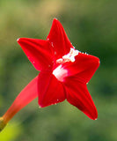 Ipomoea quamoclit | Cypress Vine | Cardinal Creeper | Star Glory | 20_Seeds