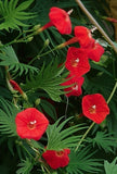 Ipomoea quamoclit | Cypress Vine | Cardinal Creeper | Star Glory | 20_Seeds