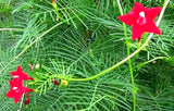 Ipomoea quamoclit | Cypress Vine | Cardinal Creeper | Star Glory | 20_Seeds