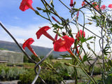 Ipomoea quamoclit | Cypress Vine | Cardinal Creeper | Star Glory | 20_Seeds