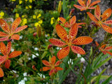 Iris domestica | Blackberry Lily | 10_Seeds