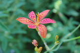 Iris domestica | Blackberry Lily | 10_Seeds