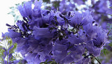 Jacaranda mimosifolia | Brazilian Rose Wood | Green Ebony | 20_Seeds