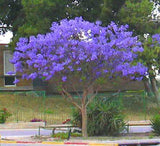 Jacaranda mimosifolia | Brazilian Rose Wood | Green Ebony | 20_Seeds