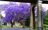 Jacaranda mimosifolia | Brazilian Rose Wood | Green Ebony | 20_Seeds